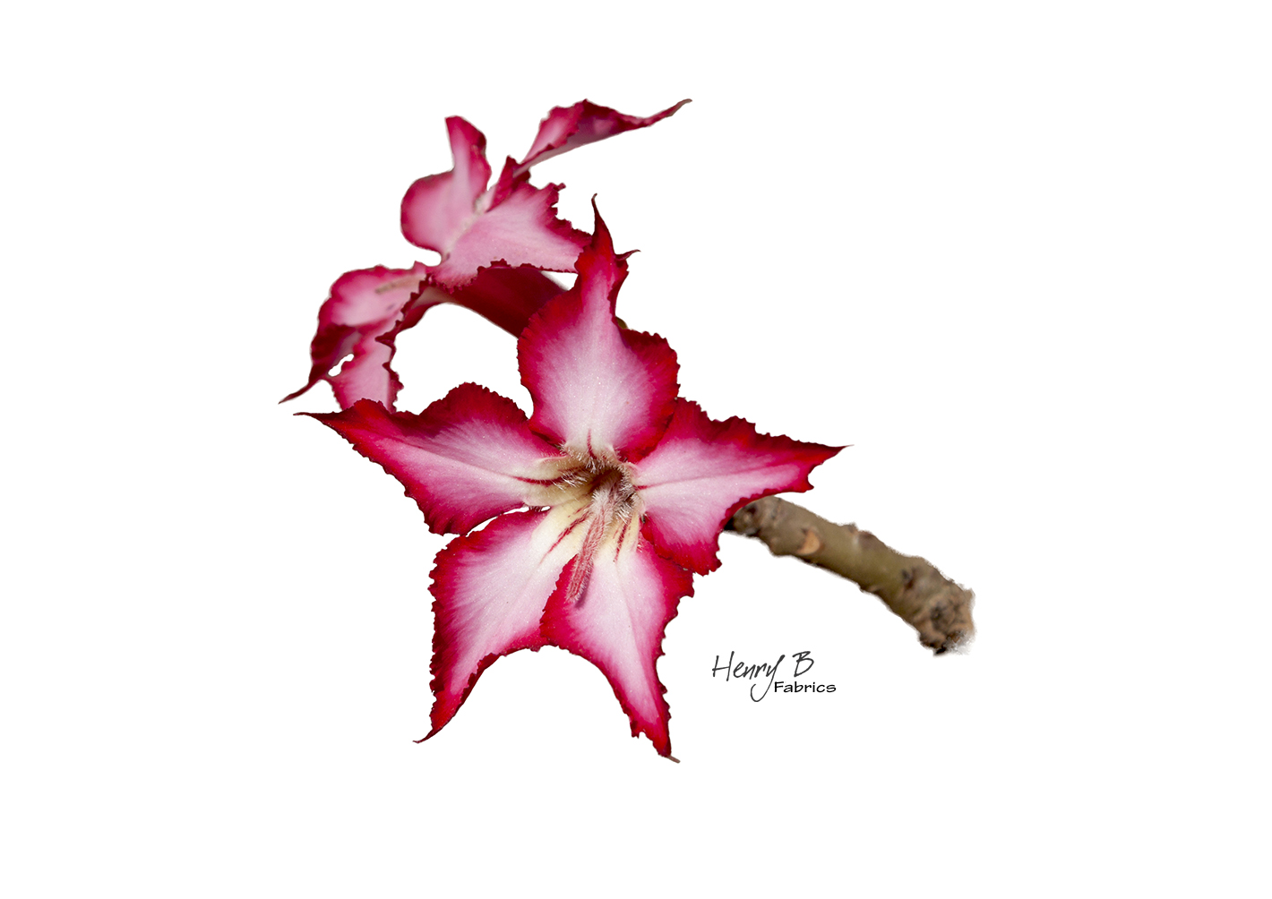 impala-lily-placemat-2